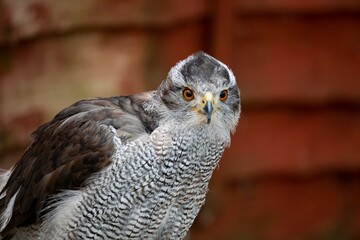 A Northern Goshawk. A hawk, long popular in falconry, found throughout much of Europe. 