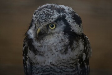 The Northern Hawk Owl (Surnia ulula).