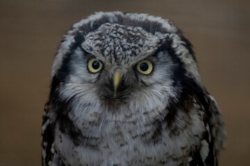 The Northern Hawk Owl (Surnia ulula).