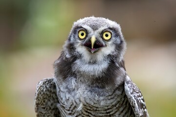 The Northern Hawk Owl (Surnia ulula).