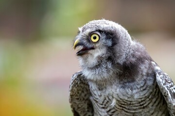 Obraz premium The Northern Hawk Owl (Surnia ulula).