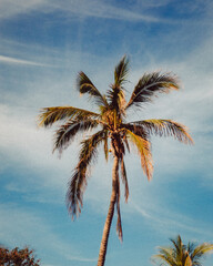 Palm tree #6