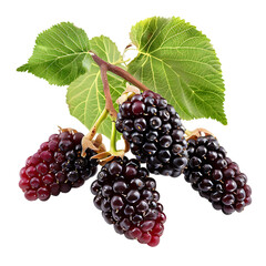 Fresh Blackberries on the Branch