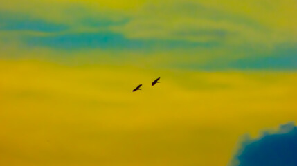 aves volando en el cielo de colores