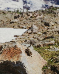 Animal on Mt. Rainier