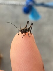Saltamontes enano, Grasshopper