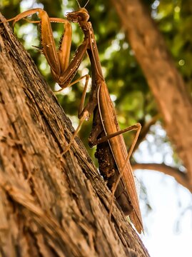 Mantis religiosa en un &aacute;rbol