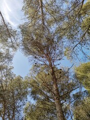 Árboles en el cielo