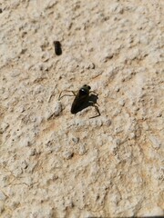 Notonecta triguttata