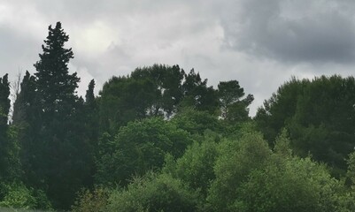 Arboles