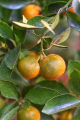 Orange fruit grow in the garden
