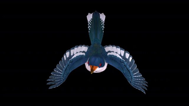 Cuban Trogon Colorful Central American Bird - Flying Loop - Aerial Front Close Up View - Alpha Channel - Realistic 3D animation isolated on transparent background