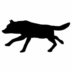 A BLACK WOLF SILOUTE RUNS AND ROARS