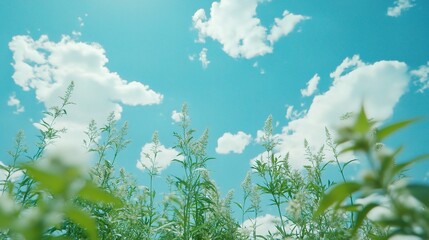 Obraz premium Clear Blue Sky with Fluffy White Clouds Over Green Vegetation