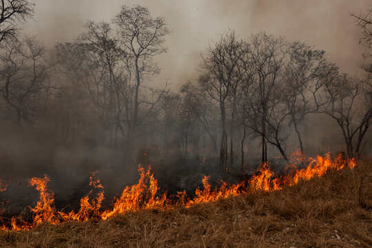 Queimadas Terra Ind&iacute;gena Kadiweu - Pantanal
Wetlands fire