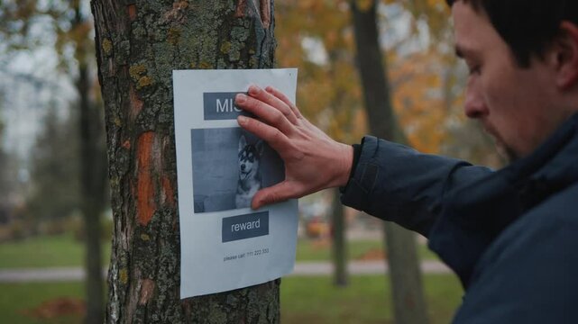 Lost pet owner sets dog photo poster of losing husky puppy on tree in park. Man pasting posters of the missing dog. Flyer with information about the missing dog hangs on a tree in the park. Lost dog.