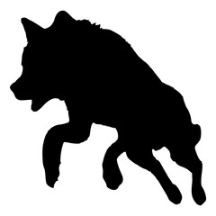 A BLACK WOLF SILOUTE RUNS AND ROARS