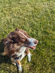 Australian Shepherd with hair blowing in the wind in a green field 