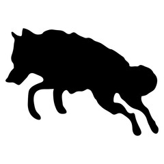 A BLACK WOLF SILOUTE RUNS AND ROARS
