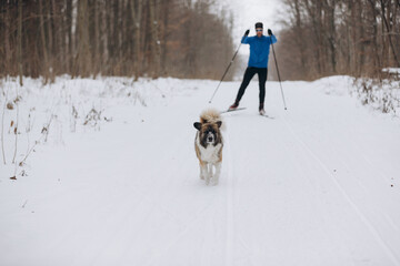 Cross-country skier and dog moving together on a snowy forest trail