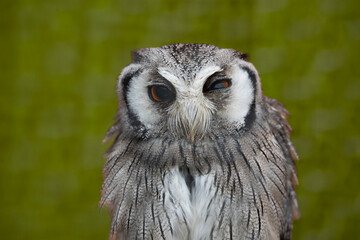 The Northern White-Faced Owl (Ptilopsis leucotis).