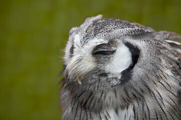 The Northern White-Faced Owl (Ptilopsis leucotis).