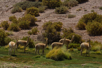 Vicuna