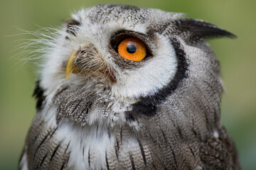 The Northern White-Faced Owl (Ptilopsis leucotis).