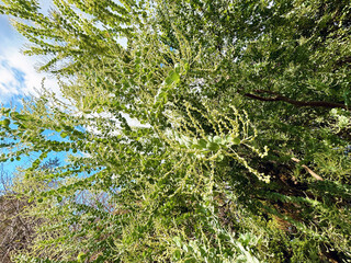 Fototapeta premium 群生するパールアカシア