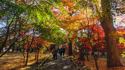 Naklejka premium 色付いた境内のカエデ