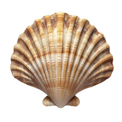 seashell isolated on transparent background