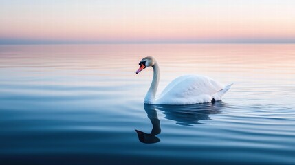 Fototapeta premium Graceful swan gliding on tranquil waters at sunset