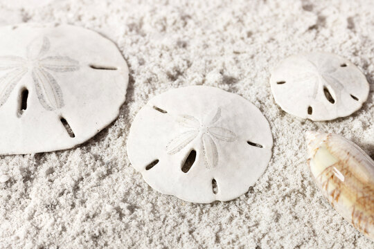 A closeup of three white sand dollars in the sand on a powdery white sand beach and a shell in context.