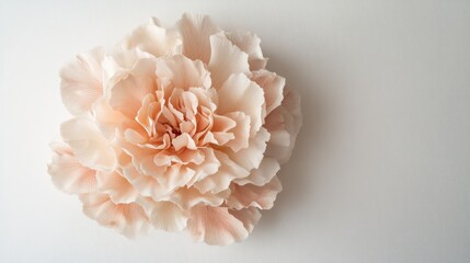 delicate peach carnation flower arrangement on a clean white background for floral design and decoration concepts