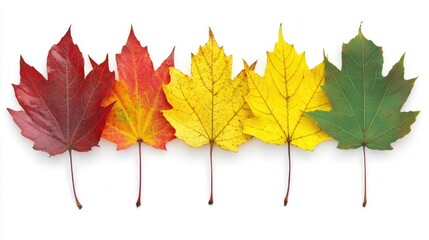 Fototapeta premium Autumn Maple Leaves in Vibrant Colors Red Yellow Orange and Green Isolated on White Background Seasonal Foliage Display