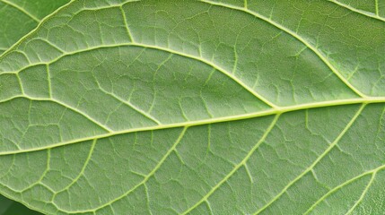 Close-Up of Intricate Green Leaf Texture Showcasing Rich Natural Patterns and the Beauty of Nature's Details in Vibrant Hues