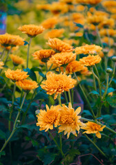 Photo of yellow chrysanthemums blooming in the garden, taken during the day