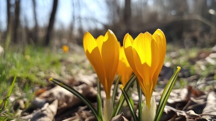 vibrant yellow crocus flowers blooming in early spring sunlight amidst green grass and leaf litter