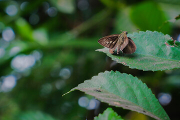 A brown moth sitting on the leaves of a wild tea tree in a close-up photo
