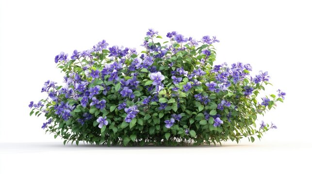 Tropical Duranta repens Gold shrub with golden foliage and lilac blue flowers isolated on white background for landscaping or garden design