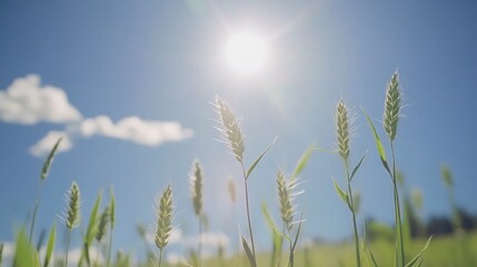 Close-up of golden wheat stalks illuminated by bright sunlight under a clear blue sky, showcasing lush green blades and soft clouds, agriculture, nature, harvest season.