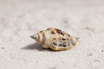 A close-up of a unique sea snail shell on white Florida sand with a shallow depth of field.