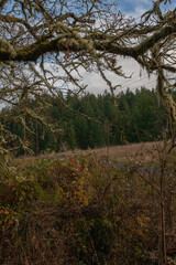 Fototapeta premium forest in autumn