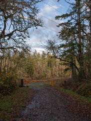 Naklejka premium path in the park