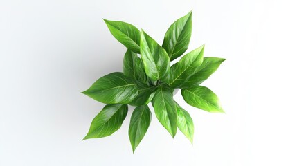 Green indoor plant with fresh leaves isolated on white background showcasing its vibrant and healthy foliage for decoration or gardening concepts