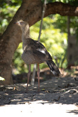 Red-legged Seriema chick, Cariama crested