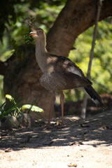 Red-legged Seriema chick, Cariama crested
