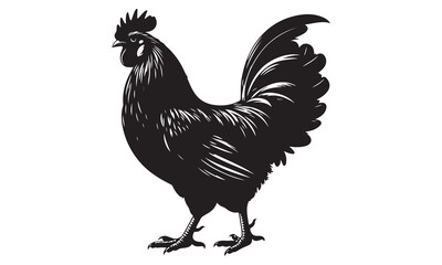 Isolated Rooster Vector Illustration