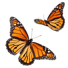 Two monarch butterflies showcase their striking orange and black wings while isolated against a transparent background highlighting their beauty and detail