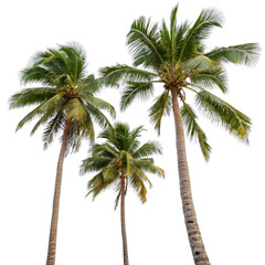 Obraz premium Isolated palm trees rise majestically showcasing lush green fronds and sturdy trunks symbolizing paradise and a relaxed tropical lifestyle year round